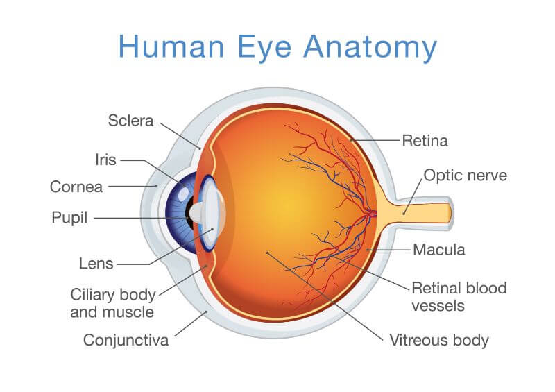 Human Eye Anatomy photo